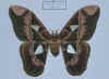 rothschildia aurota