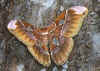 rothschildia orizaba