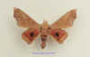 syssphinx molina