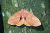 syssphinx molina