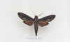 Erinnyis_crameri.jpg (27859 octets)