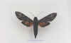 Erinnyis_oenotrus.jpg (31716 octets)