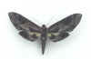 Eumorpha_satellita_licaon.jpg (31694 octets)