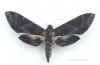 Eumorpha_triangulum.jpg (32782 octets)