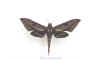 xylophanes_amadis_cyrene.jpg (20990 octets)