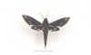 xylophanes_chiron_nechus.jpg (21675 octets)