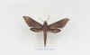 xylophanes_libya.jpg (28863 octets)