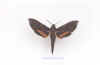 xylophanes_pluto.jpg (26883 octets)