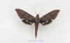 xylophanes_sp1.jpg (30199 octets)