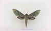 xylophanes_tyndarus.jpg (29377 octets)